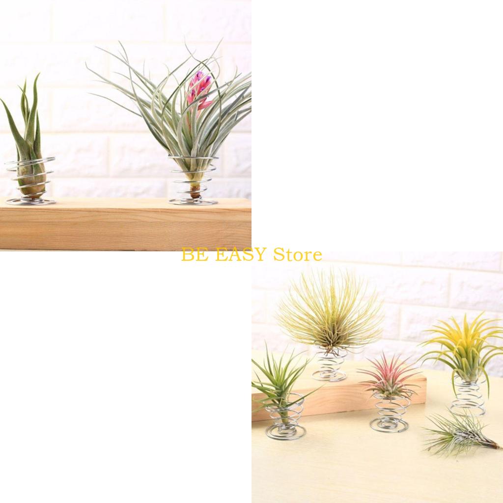 Air Plant Tillandsia - E28F Set 20 piante da appartamento