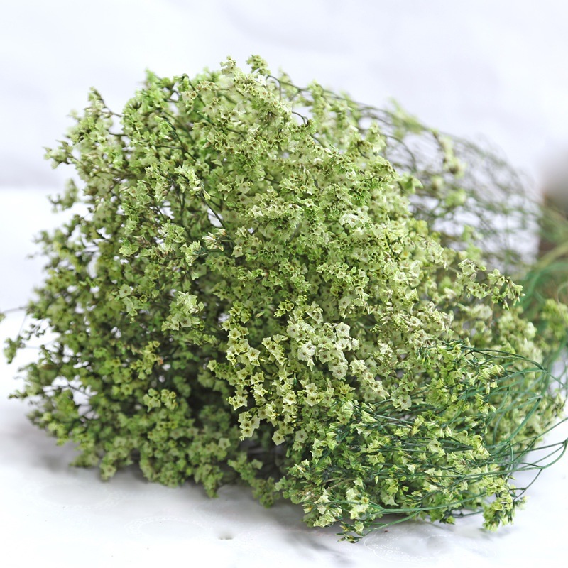 Plant Parent Gifts - Fiori conservati secchi freschi naturali Erba