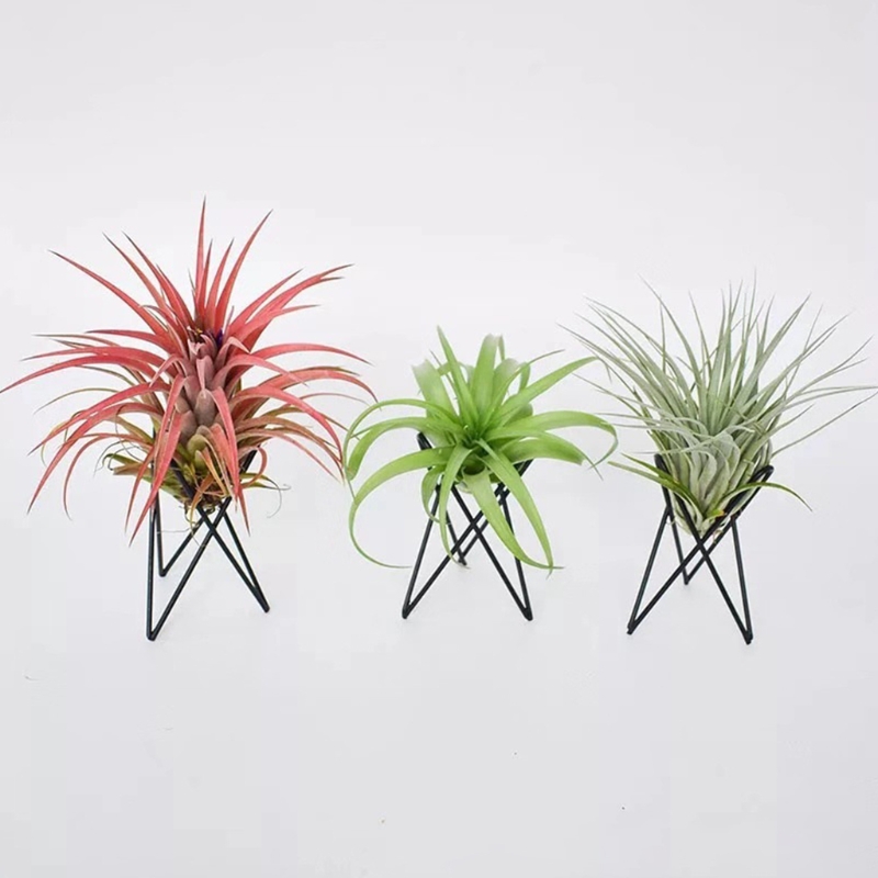 Supporto per piante aeree in s - Air Plant Tillandsia recensione e prezzo