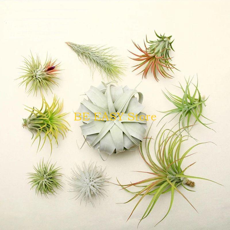 E28F Set 20 piante da appartam - Air Plant Tillandsia recensione e prezzo