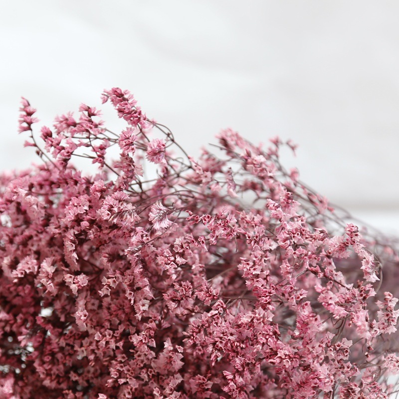 Fiori conservati secchi fresch - Plant Parent Gifts recensione e prezzo