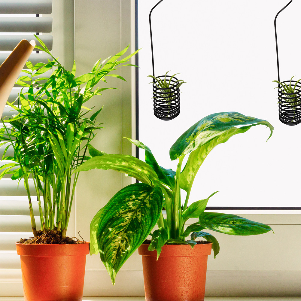 3 Pezzi Ganci a Spirale per Pi - Air Plant Tillandsia recensione e prezzo