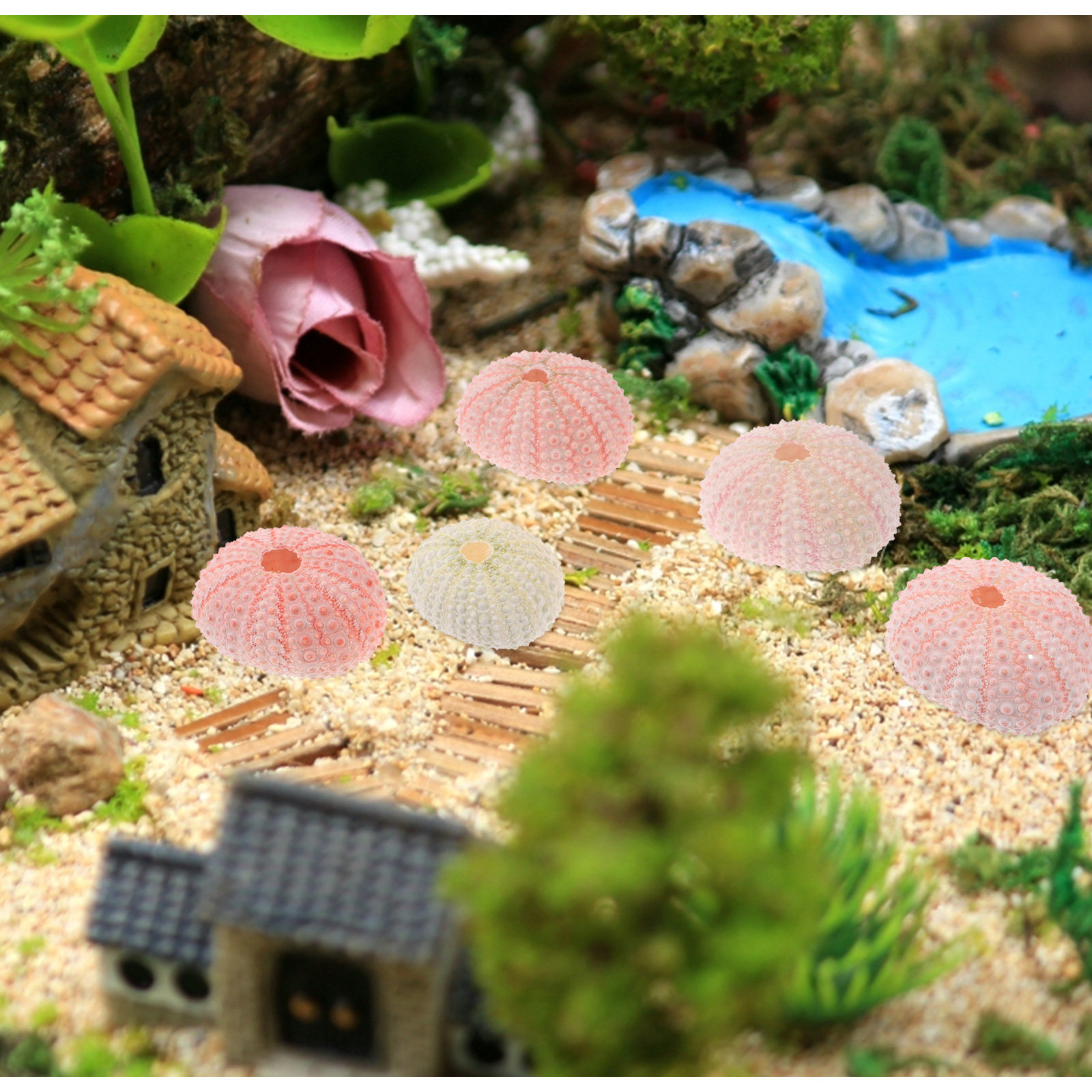 6 Pezzi Gusci di Riccio di Mar - Air Plant Tillandsia recensione e prezzo