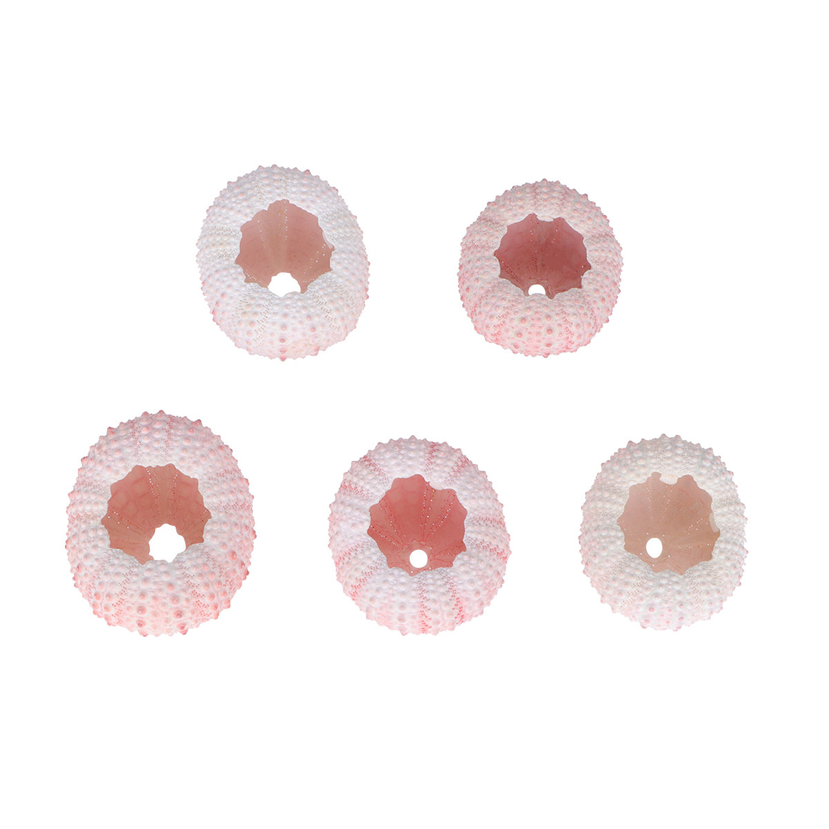 6 Pezzi Gusci di Riccio di Mar - Air Plant Tillandsia recensione e prezzo
