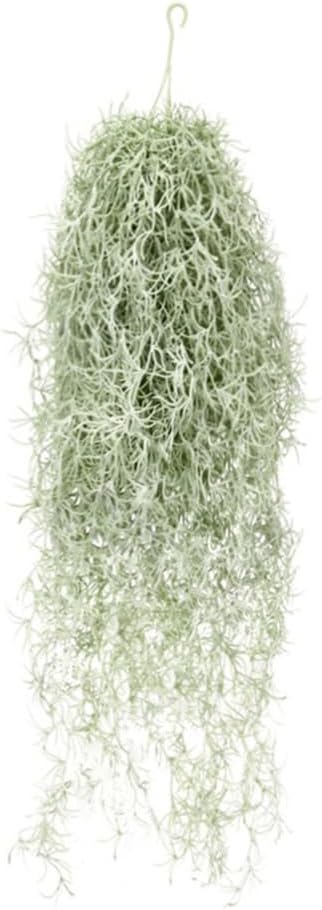 Piante ad aria artificiali flo - Air Plant Tillandsia recensione e prezzo