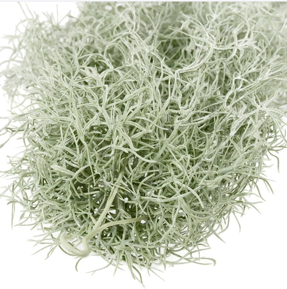 Piante ad aria artificiali flo - Air Plant Tillandsia recensione e prezzo