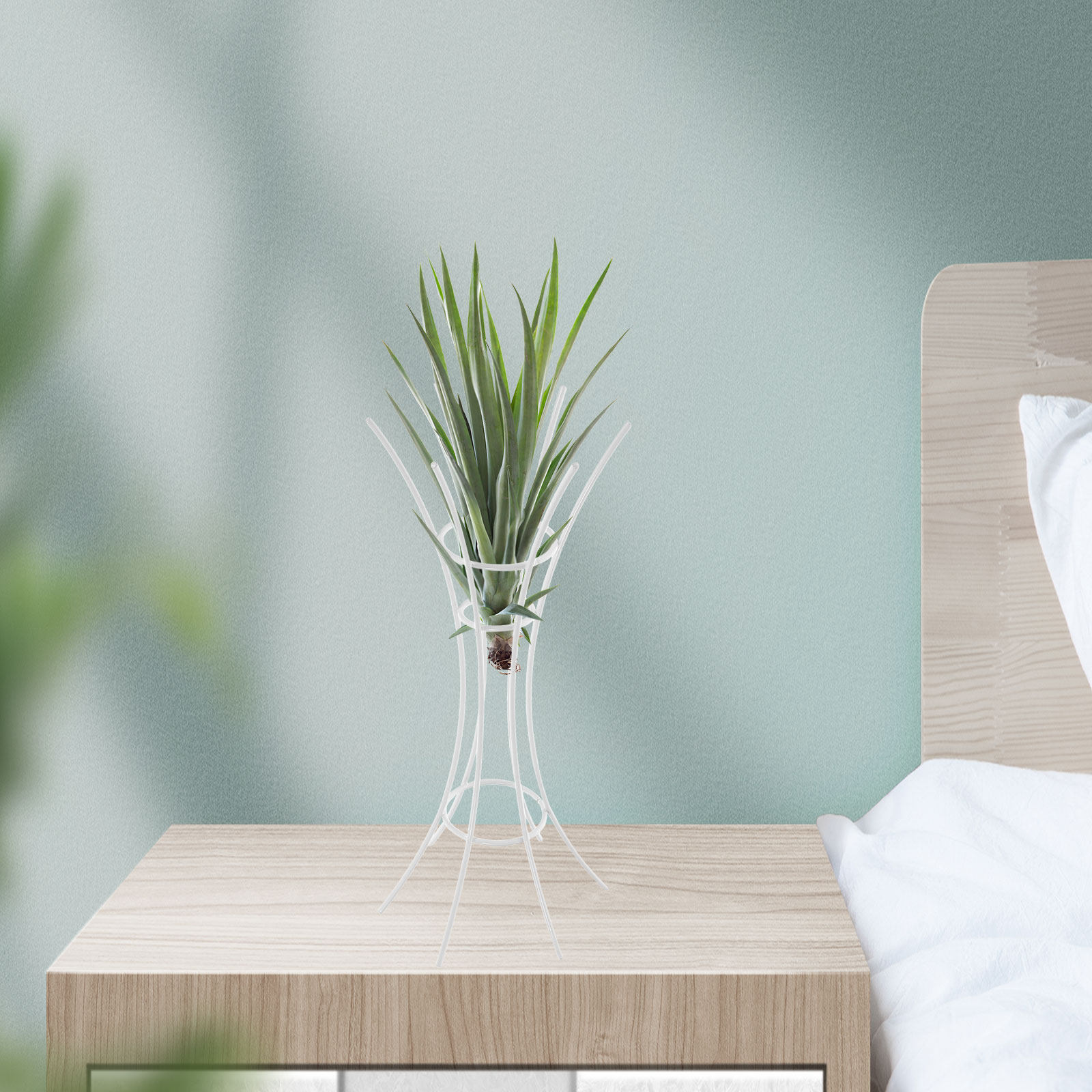 Supporto per Piante Aeree in M - Air Plant Tillandsia recensione e prezzo