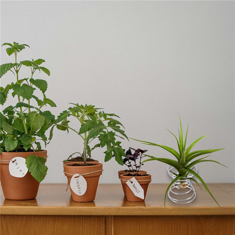 Set di 6 Supporti per Piante A - Air Plant Tillandsia recensione e prezzo