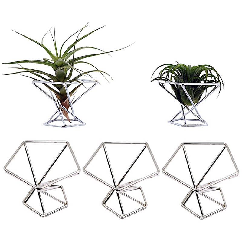 Confezione da 5 Supporti per P - Air Plant Tillandsia recensione e prezzo