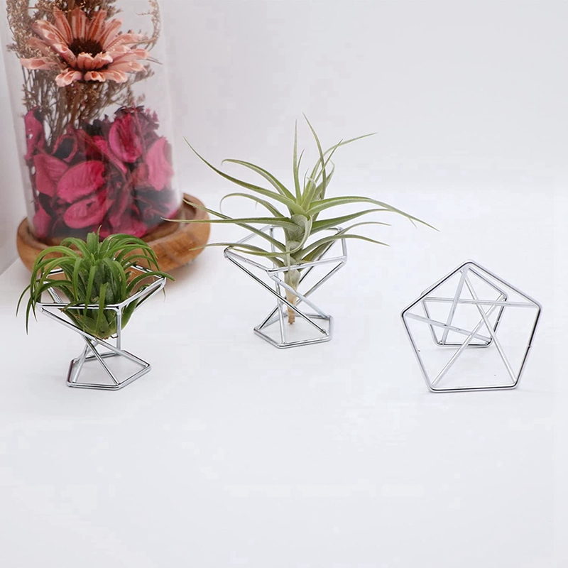 Confezione da 5 Supporti per P - Air Plant Tillandsia recensione e prezzo
