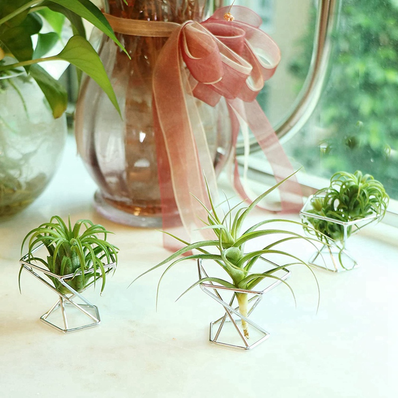 Confezione da 5 Supporti per P - Air Plant Tillandsia recensione e prezzo