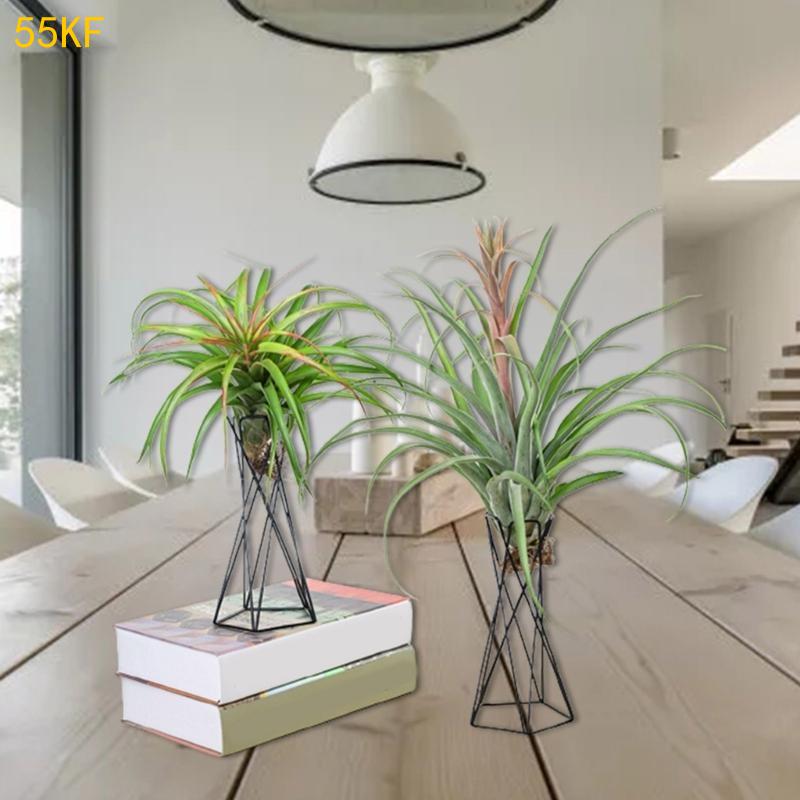 Porta per pianta d nordica da  - Air Plant Tillandsia recensione e prezzo
