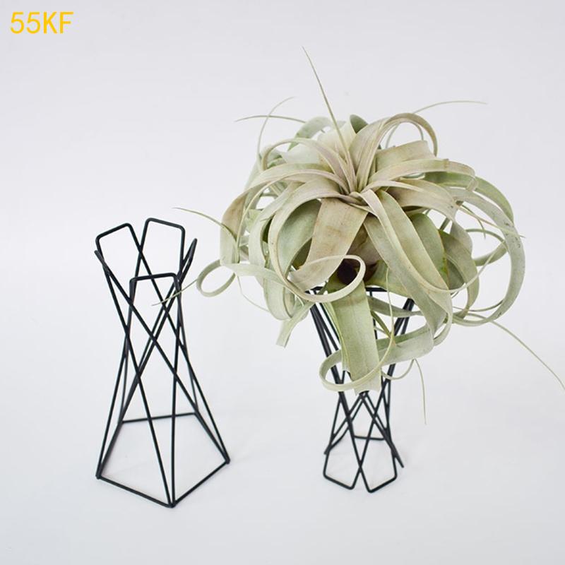 Porta per pianta d nordica da  - Air Plant Tillandsia recensione e prezzo