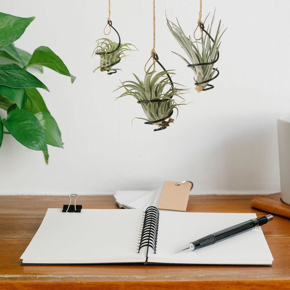 18 Supporti Neri Piccoli per P - Air Plant Tillandsia recensione e prezzo
